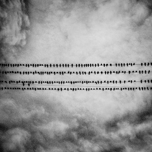 oiseaux magnum.jpg