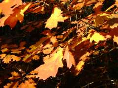 ballade du 29.10.09 013.JPG