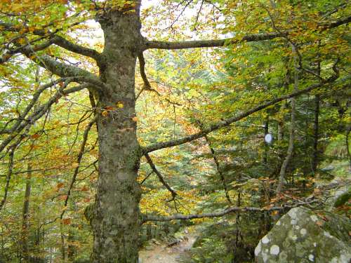 luchon octobre 2009 029.jpg
