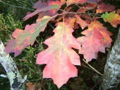 ballade du 29.10.09 018.JPG